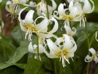 Trout lily Erythronium revolutum White Beauty  April Spring