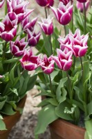 Tulipa 'Ballade' - Lily Flowered Tulips in plant pots
