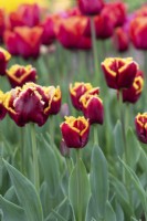 Tulipa 'Mercure' - Fringed Tulip