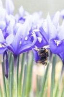 Bee on petals of iris reticulata 'Harmony'