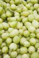 Gooseberry - Ribes uva-crispa 'Invicta'