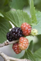 Black Mulberry - Morus nigra