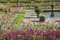 Formal display of multi-coloured tulips in the Sunken Garden at Kensington Palace, London, UK