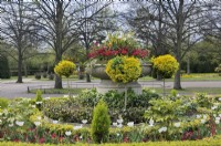 Large shallow stone planter with red primula and white tulips above euonymus lollipop trees, Avenue Gardens, The Regent's Park, London, UK 
