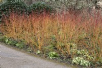 Cornus sanguinea 'Anny's Winter Orange' dogwood underplanted with primula vulgaris primrose 