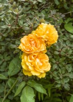 Rosa Korberbeni Golden Beauty, summer June