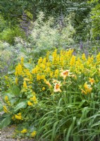 Caption Perennial bed with Lysimachia punctata and Hemerocallis in foreground. Beyond blue flowers of Salvia pratensis and white Aruncus dioicus, summer July