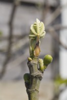 Fig embryos- Ficus carica 'Brown Turkey'