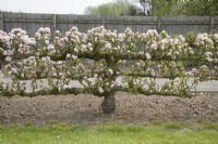 Espalier Apple on M2 rootstock - Malus domestica 'Rosemary Russet'
