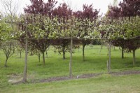 Pleached Pear Trees