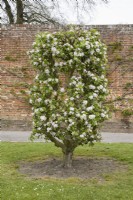 Apple trained as a Vase on M25 rootstock - Malus domestica 'James Grieve'