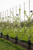 Trained Pear Trees on Quince 'A' rootstock - Pyrus communis 'Doyenne du Comice'