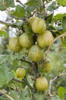Gooseberry - Ribes uva-crispa 'Leveller'