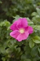 Japanese Rose - Rosa Rugosa