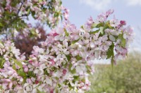 Crab Apple Blossom - Malus 'Spring Song'