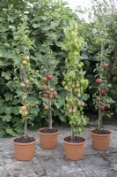 Apple and Pear Cordons in pots