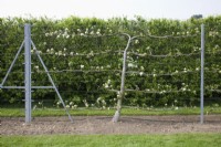 Espalier Apple on M7 rootstock - Malus domestica 'St Edmund's Pippin'