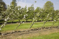 Oblique Cordon Apples on M9 rootstock - maiden trees