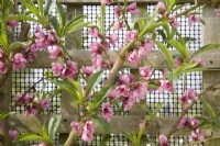 Peach Blossom - Prunus persica 'Rochester'
