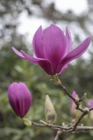 Magnolia 'Purple Sensation'