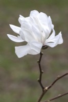 Magnolia loebneri ' Wildcat'
