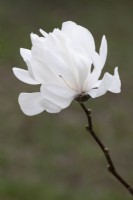 Magnolia loebneri ' Wildcat'