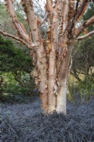 Betula albosinensis 'Bowling Green' and Ophiopogon planiscapus 'Nigrescens' 
