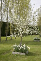 Young Malus 'Hyslop' - Crab Apple - staked and underplanted with white daffodils surrounded by wooden edging