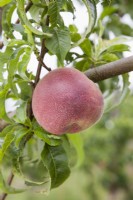 Peach - Prunus persica 'Peregrine'