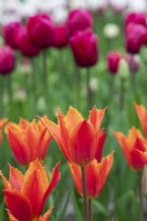 Tulipa 'Alexandrine' - Fringed Tulip