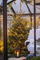 Spruce tree covered in fairy lights planted in metal bucket inside greenhouse