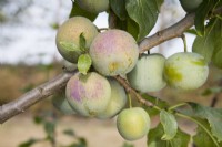 Gage - Prunus domestica 'Reine Claude'