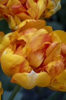 Tulipa 'Dancing Queen'