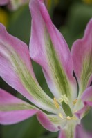 Tulipa 'Virichic'