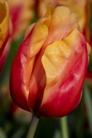 Tulipa 'Salmon Lalibela'
