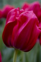 Tulipa 'Charming Princess'