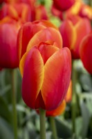 Tulipa 'Ad Rem'