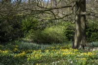 Daffodils planted beneath beech tree in woodland garden