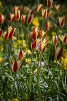 Tulipa clusiana planted in drifts in shady garden glade