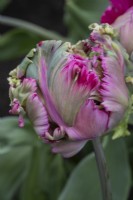 Tulipa 'Power Parrot'