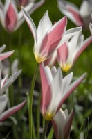 Tulipa 'Lady Jane'