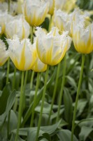 Tulipa 'Lemon Beauty'