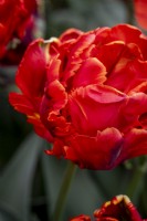 Tulipa 'Rococco Double'