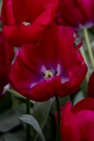 Tulipa 'Red Bluff'