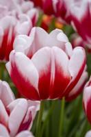 Tulipa 'Markant'