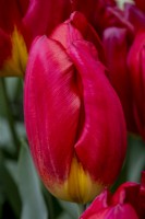 Tulipa 'Red Gold'