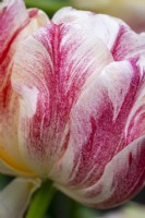 Tulipa 'Sprinkle Dip'