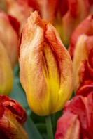 Tulipa 'Melbourne'