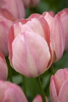 Tulipa 'Mystic van Eijk'