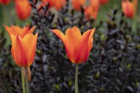 Tulipa 'Ballerina' in amongst Veronica 'Midnight Sky' - Lily-flowered Tulip with Hebe